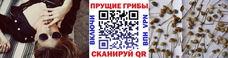 дарнет шоп  Орёл  Псилоцибиновые грибы мицелий 